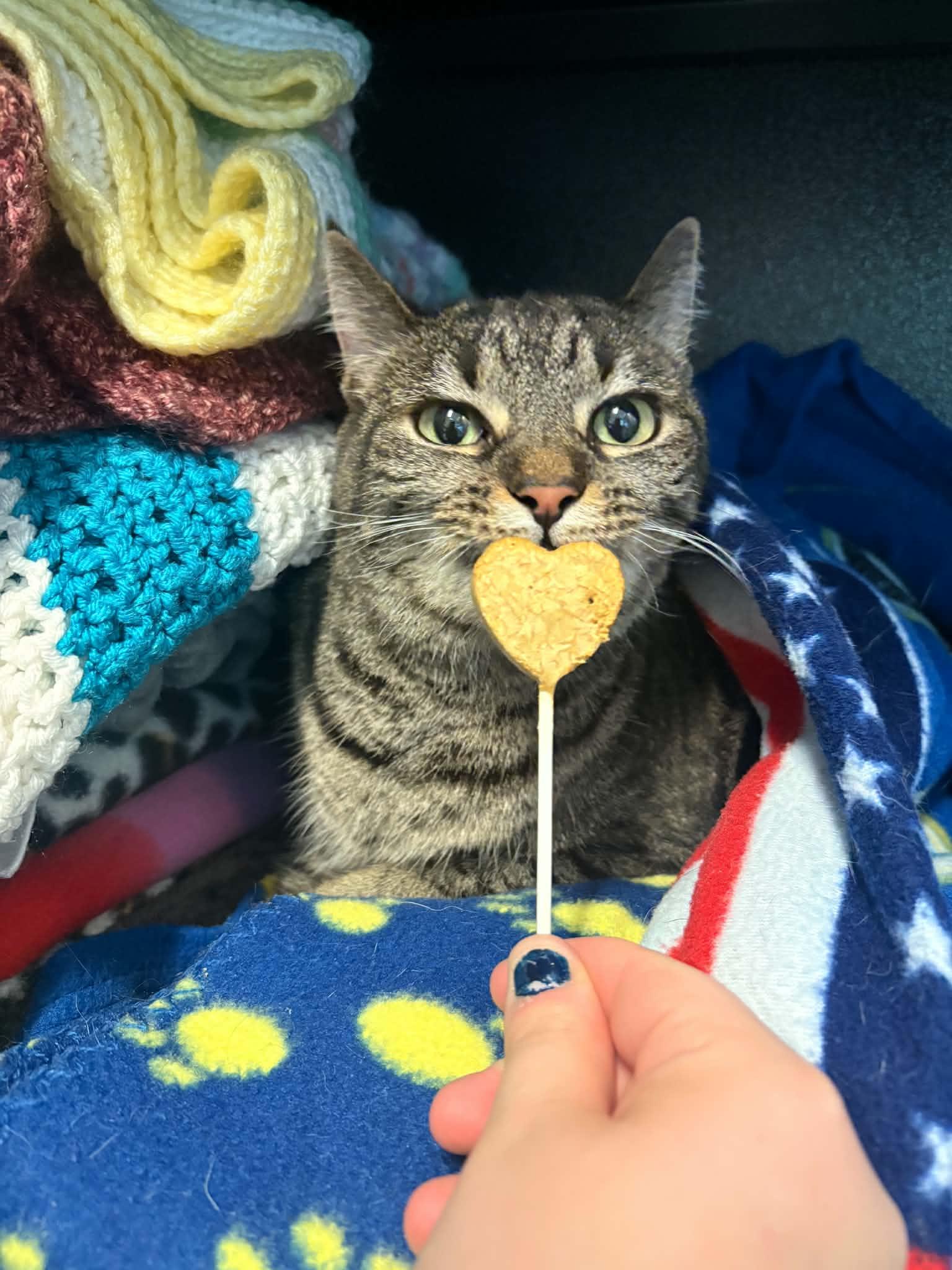 Enlarge Happy, a Adoptable Domestic Short Hair in Lock Haven, PA image 2/3