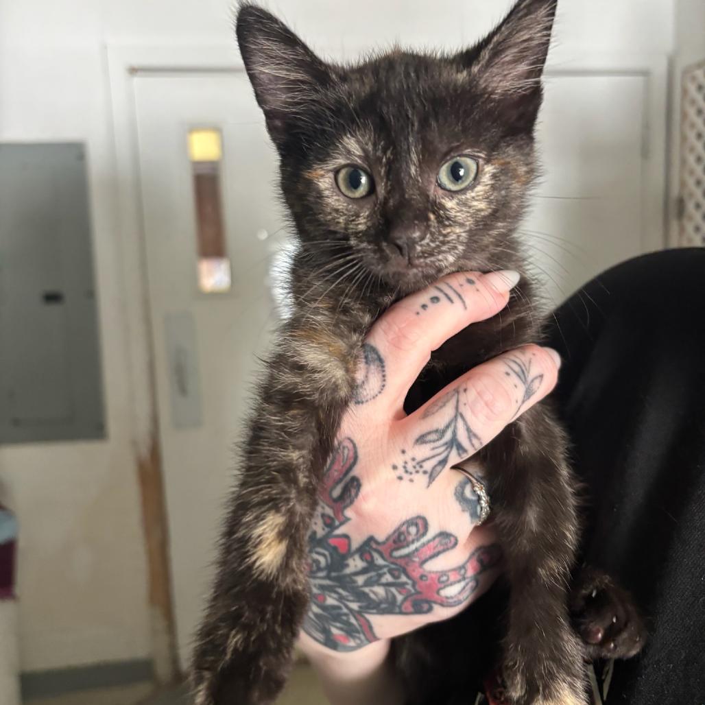 Tazia, Adoptable, Kitten Female Domestic Short Hair.