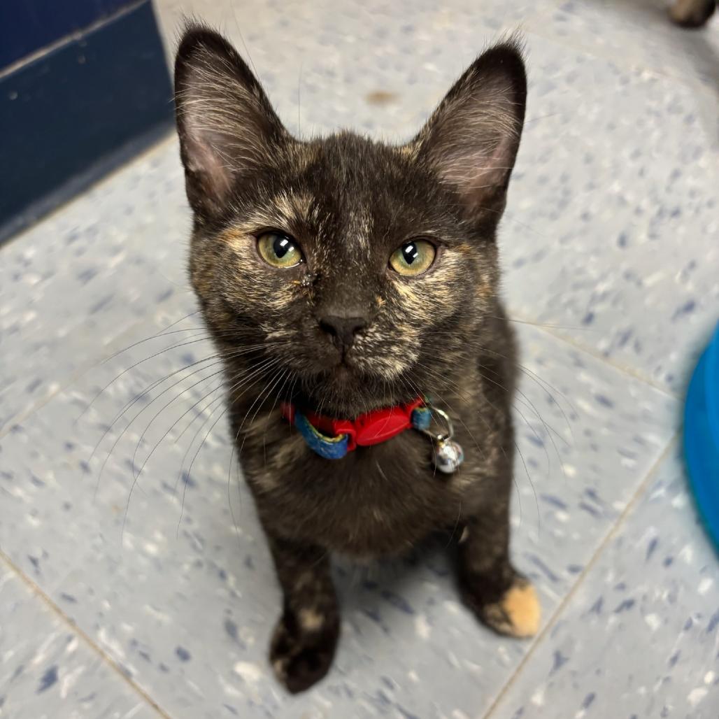 Tazia, a Adoptable Domestic Short Hair in Hopewell, VA image 2/4