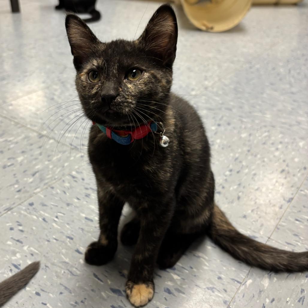 Tazia, a Adoptable Domestic Short Hair in Hopewell, VA image 3/4