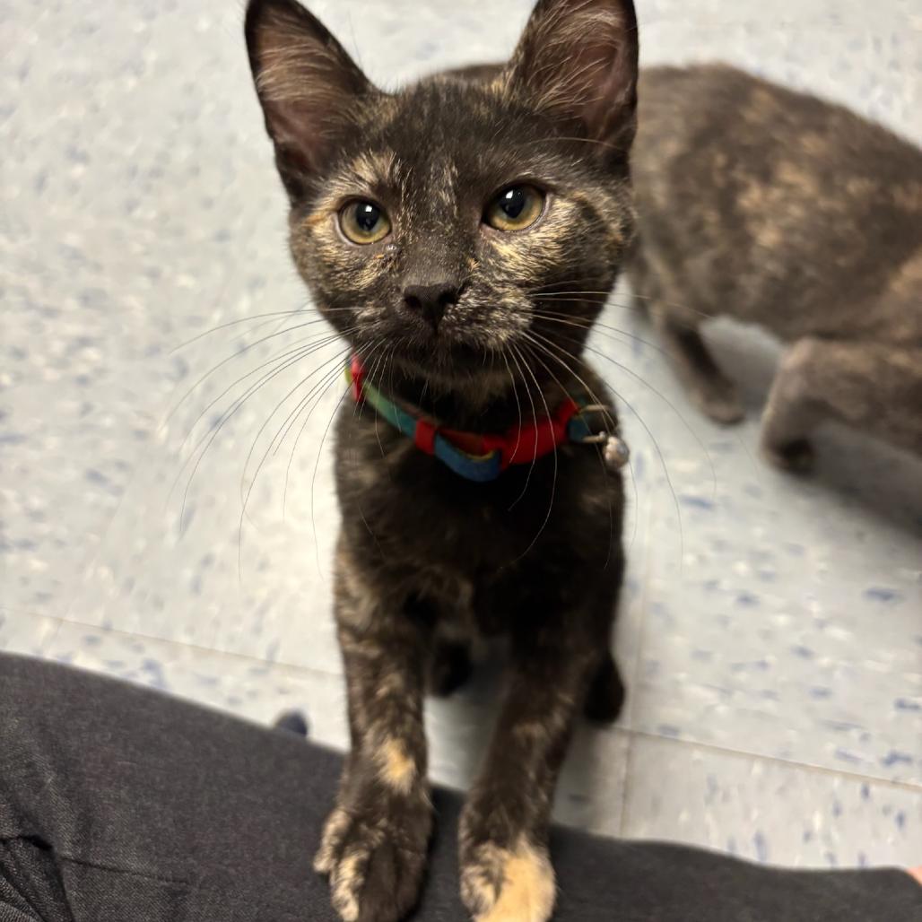 Tazia, a Adoptable Domestic Short Hair in Hopewell, VA image 4/4