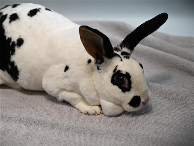 Enlarge JACKIE, a Adoptable Rex in Loveland, CO image 1/1