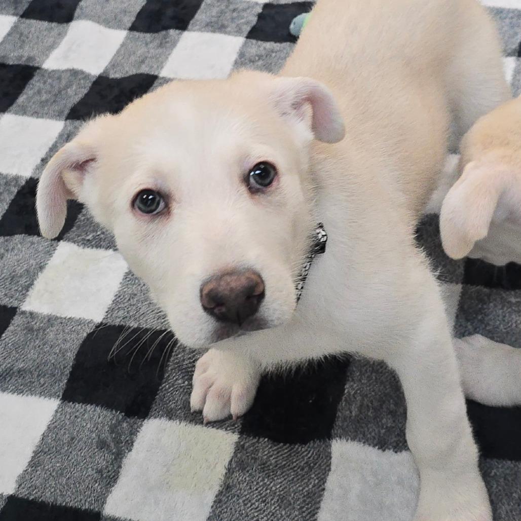 Indigo — thumbnail 2