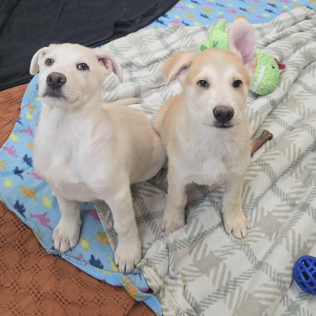 Indigo — thumbnail 3