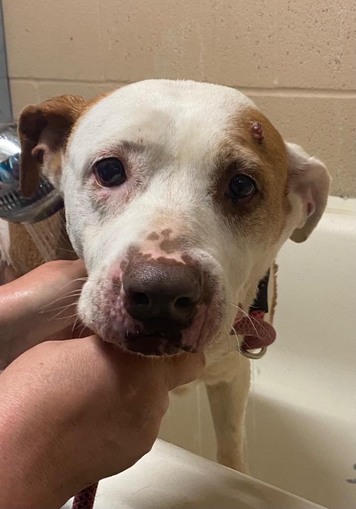 Enlarge Rosie, a Adoptable mixed breed in Beebe, AR image 1/1