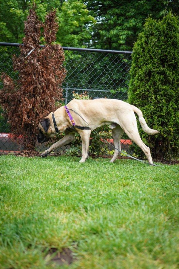 Enlarge Latheo, a Adoptable mixed breed in Vancouver, WA image 1/5