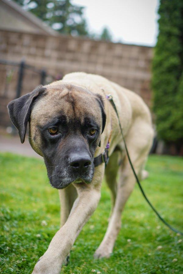 Enlarge Latheo, a Adoptable mixed breed in Vancouver, WA image 2/5