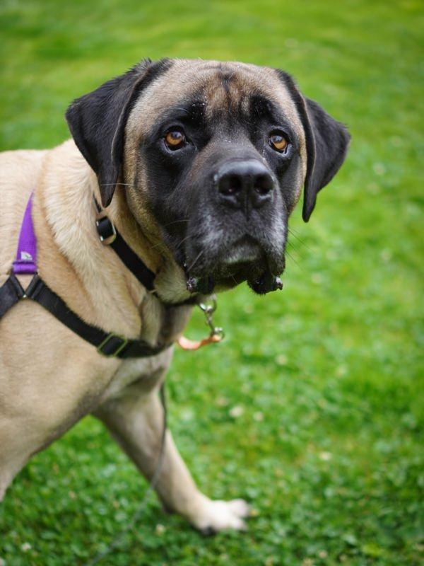 Enlarge Latheo, a Adoptable mixed breed in Vancouver, WA image 4/5