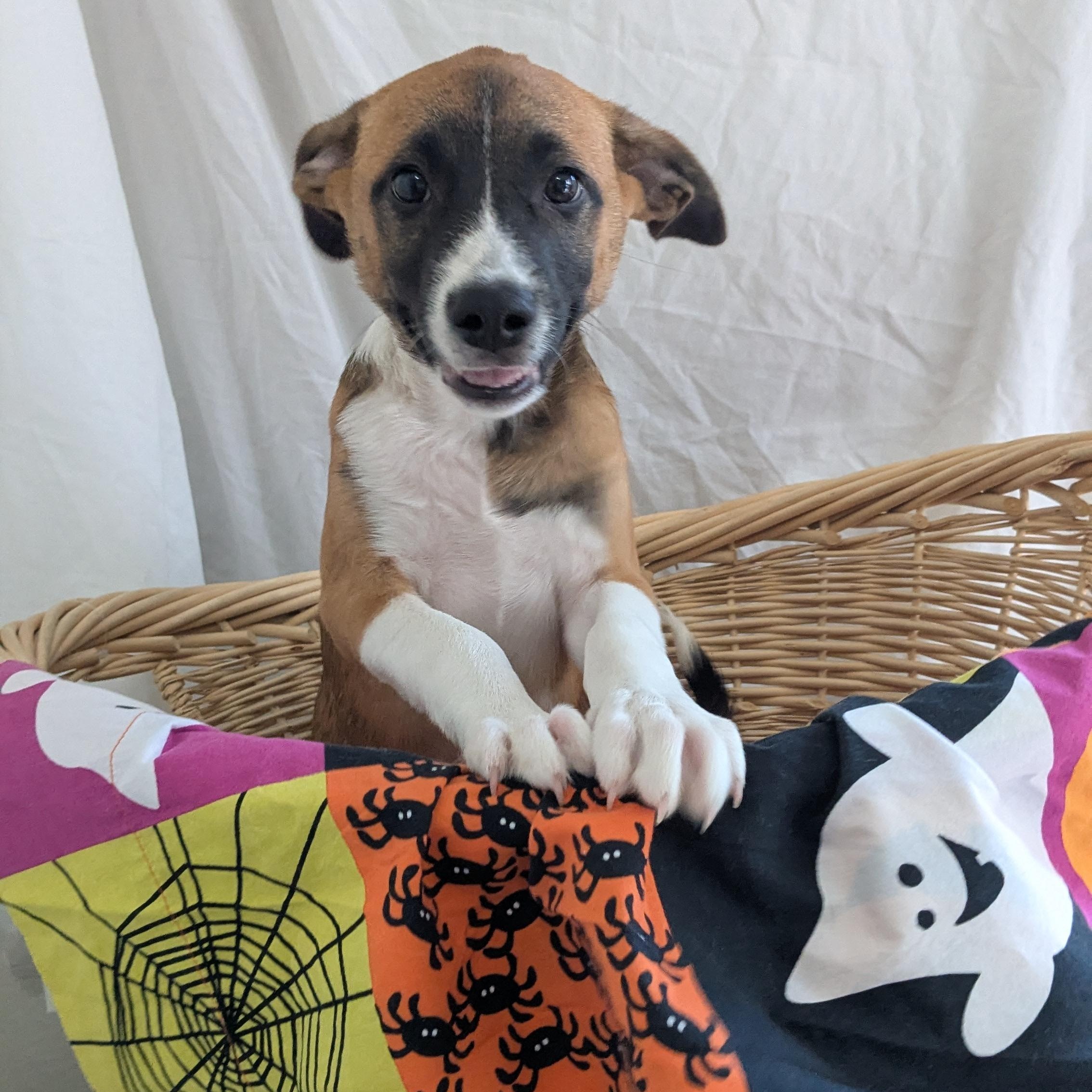Enlarge Mason, a Adoptable mixed breed in Pensacola, FL image 5/5