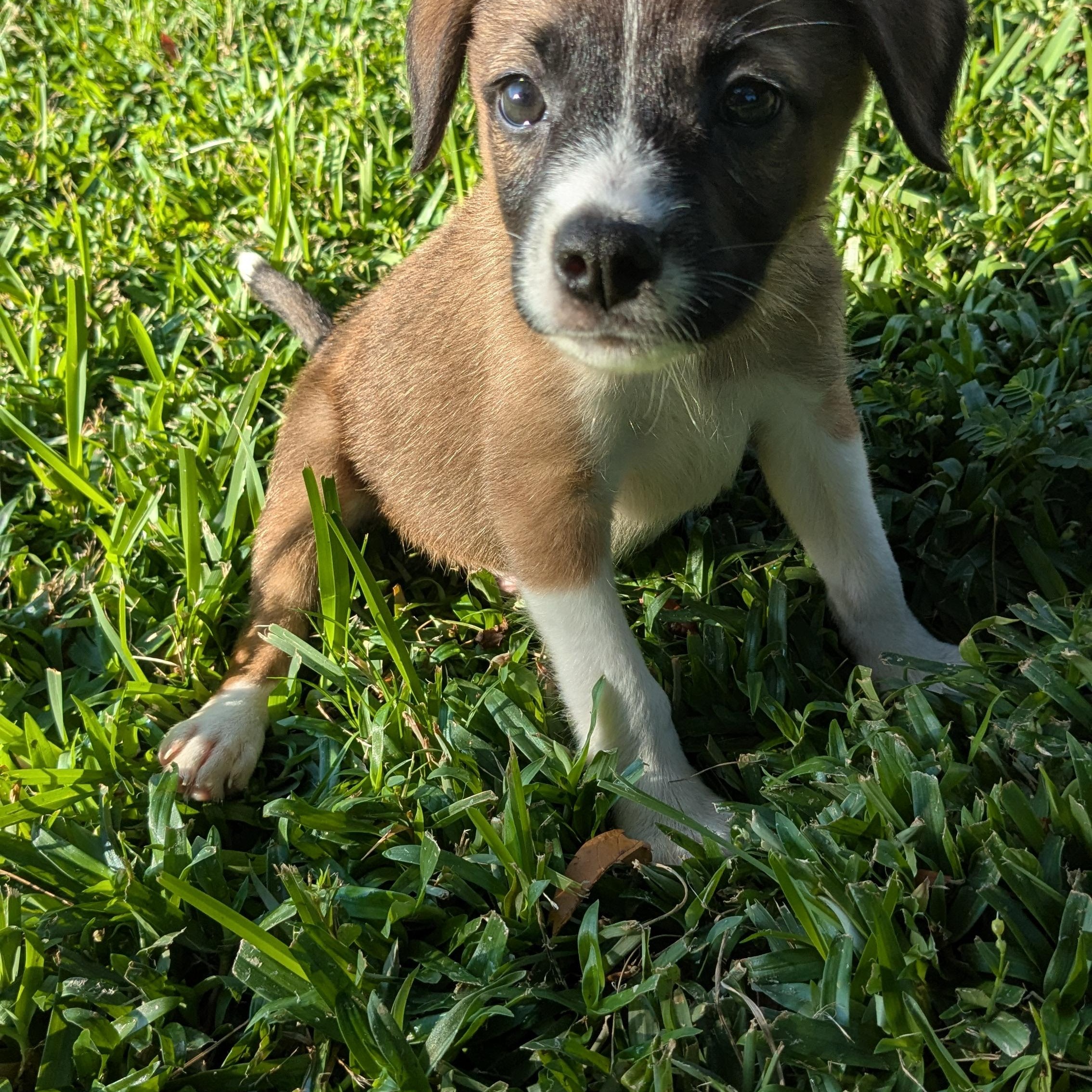 Enlarge Mason, a Adoptable mixed breed in Pensacola, FL image 4/5