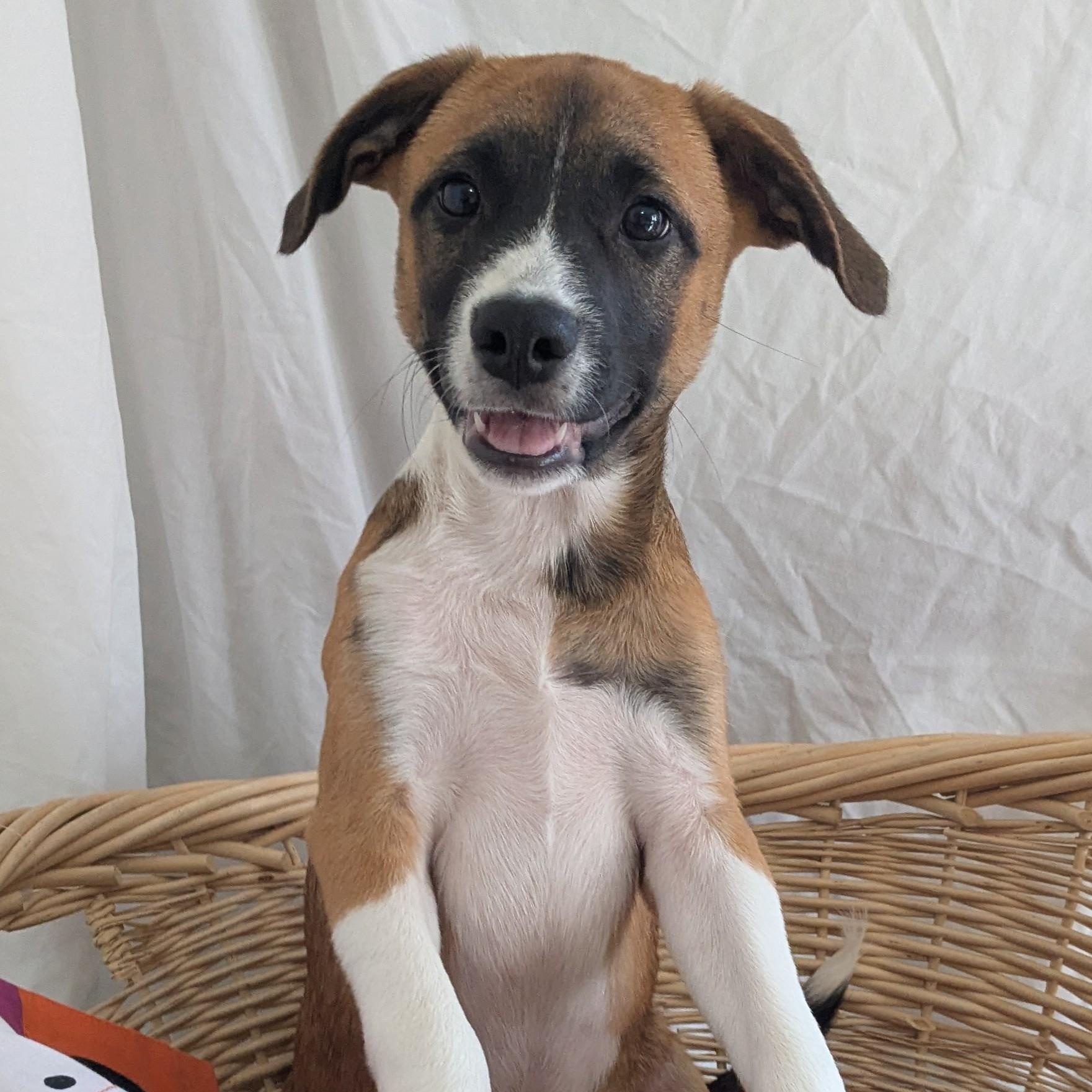 Enlarge Mason, a Adoptable mixed breed in Pensacola, FL image 1/5