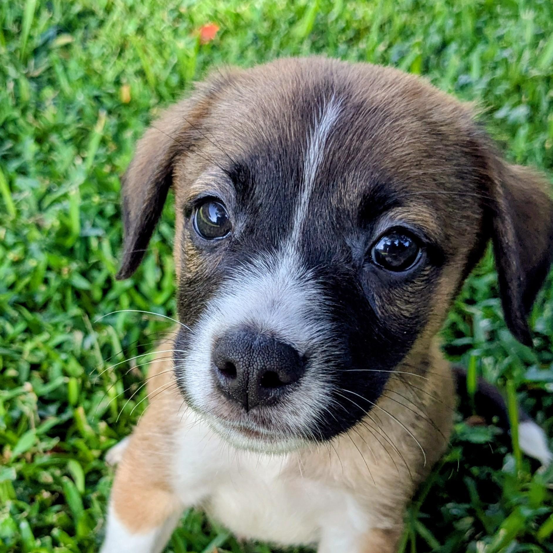 Enlarge Mason, a Adoptable mixed breed in Pensacola, FL image 2/5