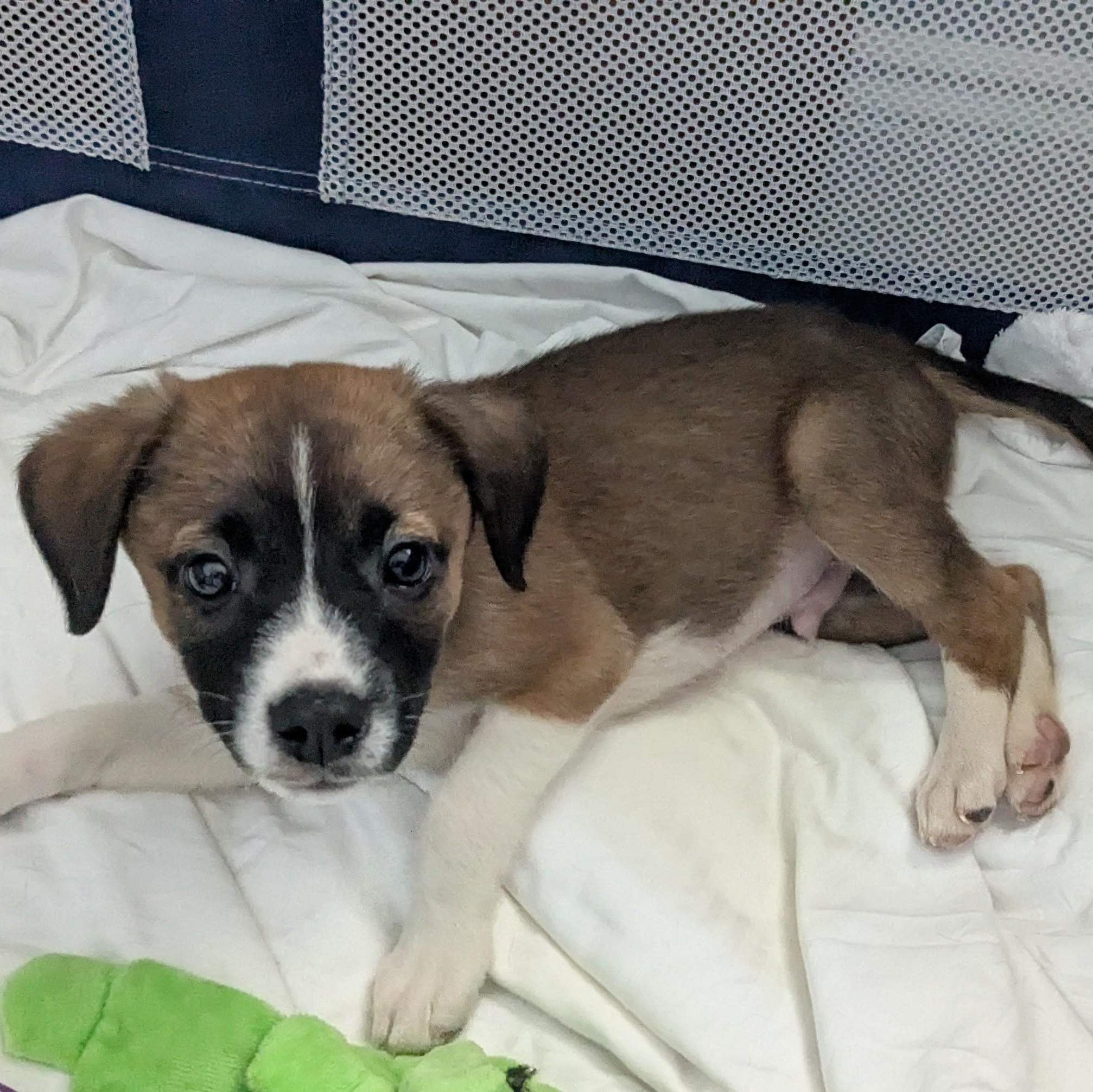Enlarge Mason, a Adoptable mixed breed in Pensacola, FL image 3/5