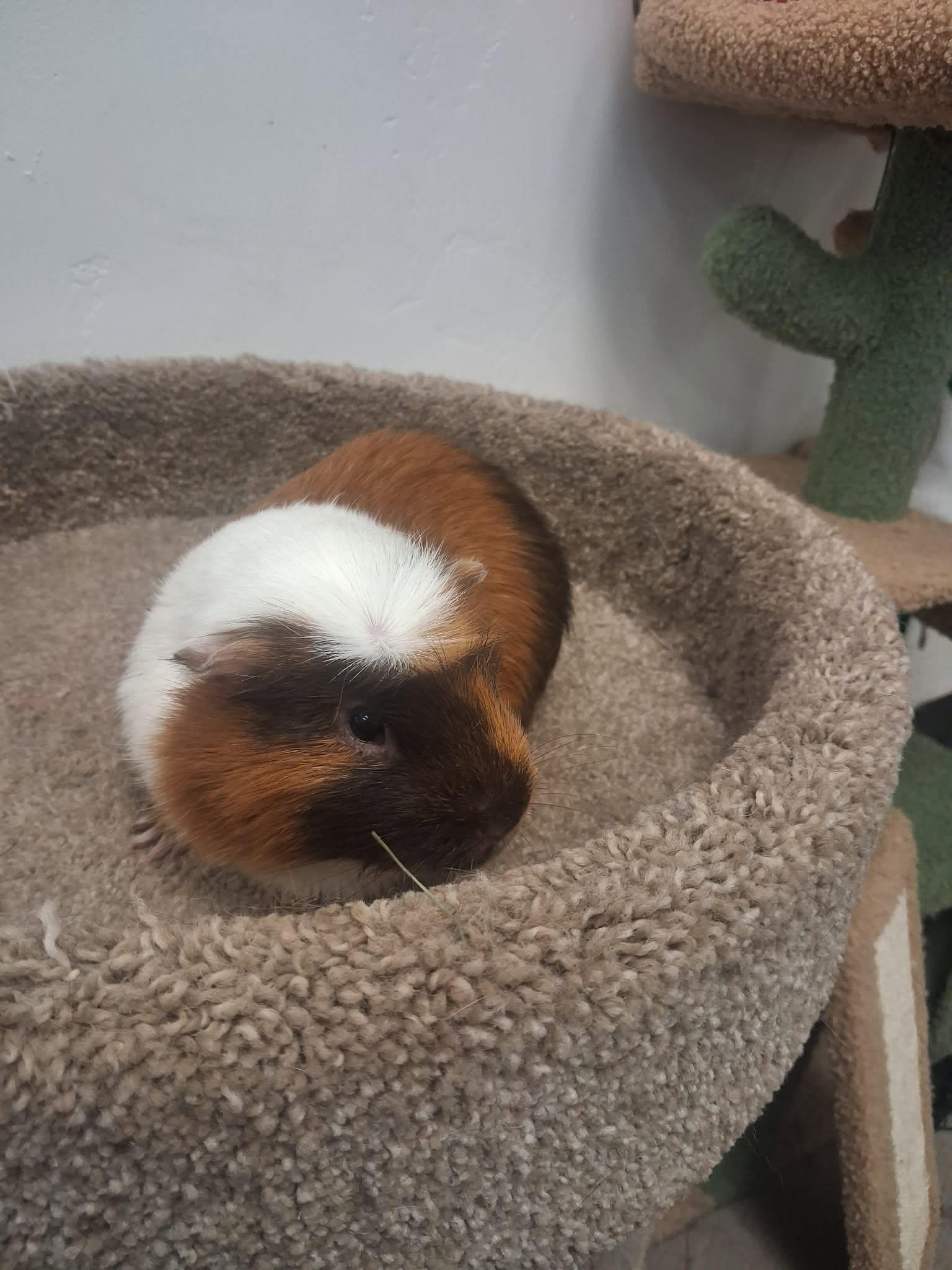 Stewie, a ADOPTABLE Guinea Pig in Roosevelt, UT image 4/4