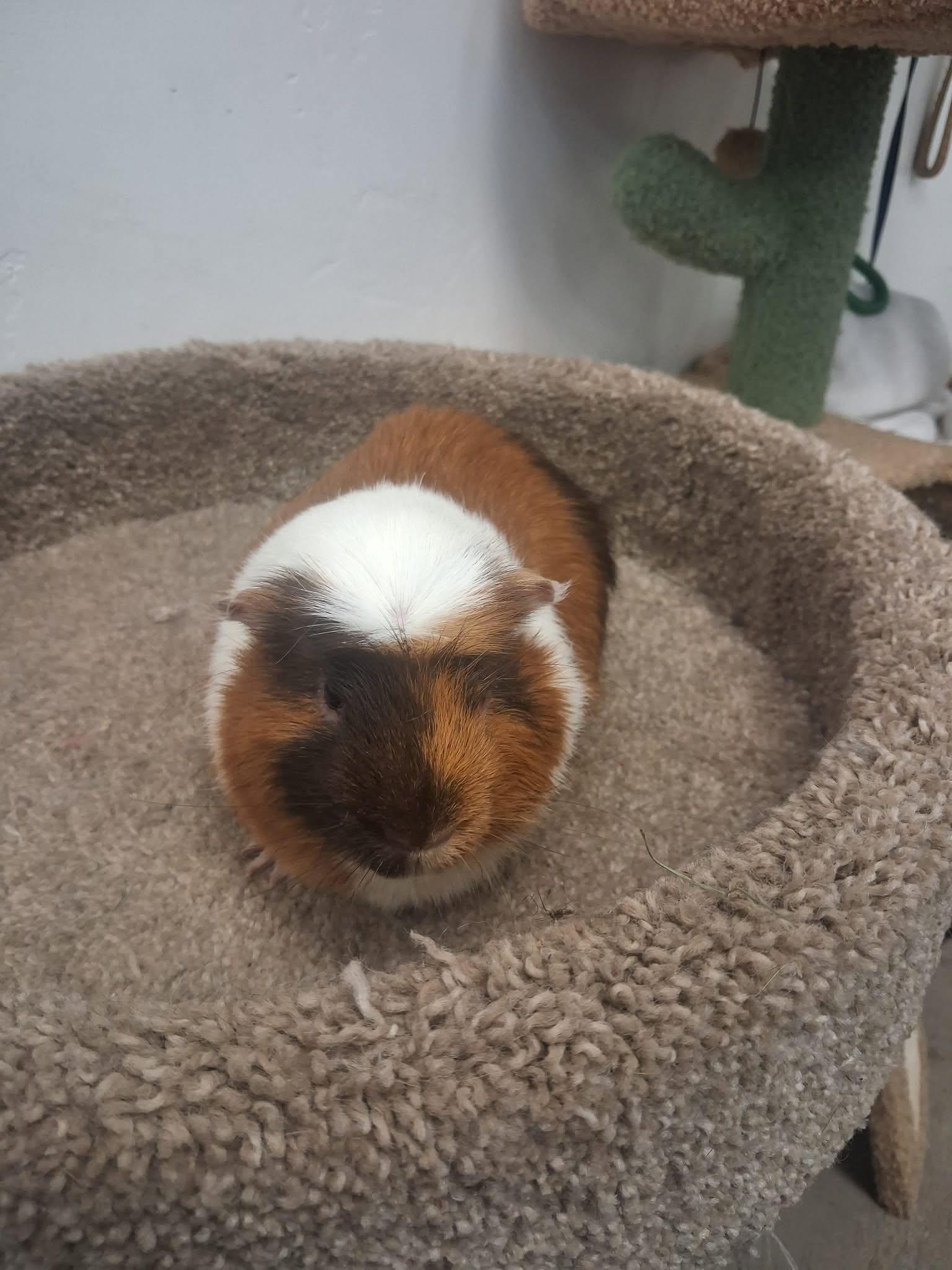 Stewie, a ADOPTABLE Guinea Pig in Roosevelt, UT image 1/4