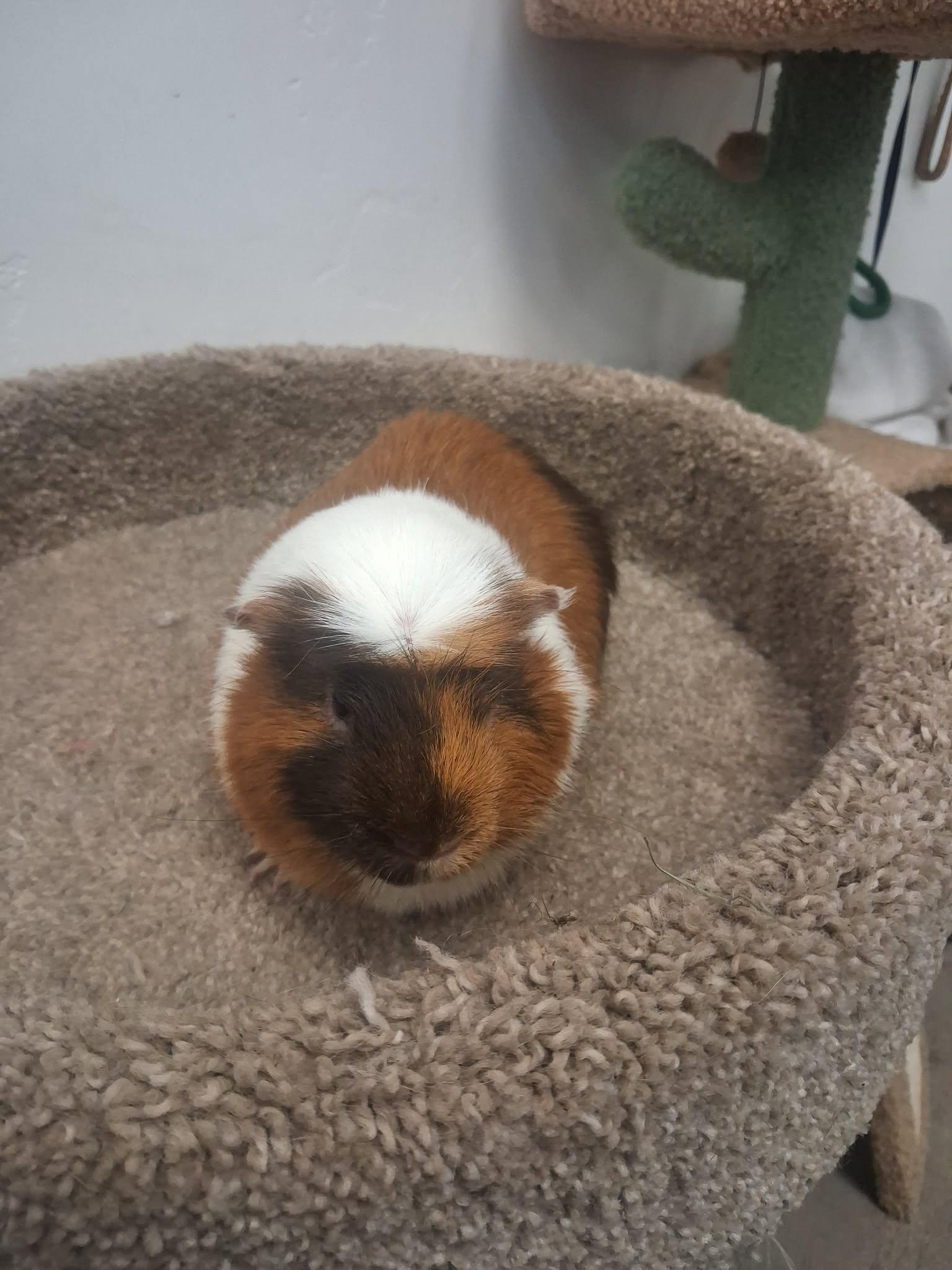 Stewie, a ADOPTABLE Guinea Pig in Roosevelt, UT image 2/4