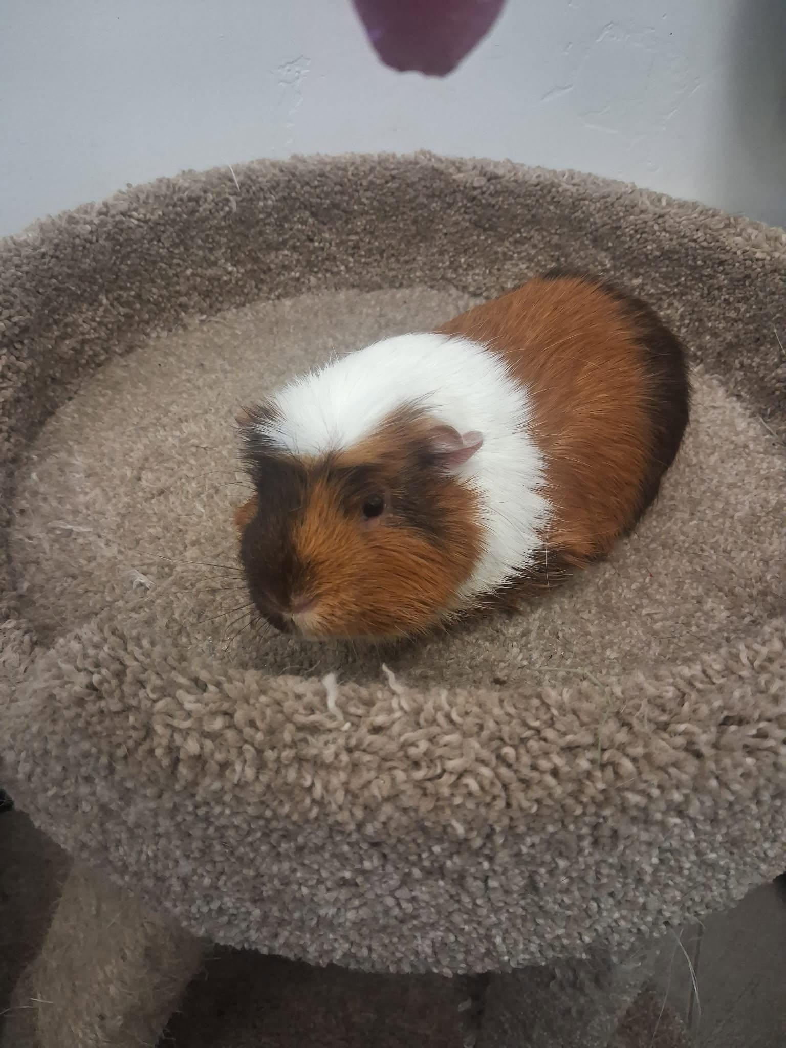 Stewie, a ADOPTABLE Guinea Pig in Roosevelt, UT image 3/4