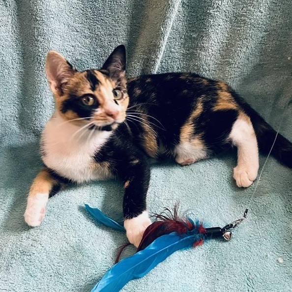 Cheri - a snuggle buddy who will steal your heart., an adopted Calico in Lemoyne, PA image 3/6