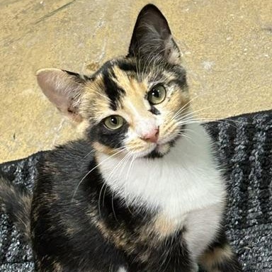 Cheri - a snuggle buddy who will steal your heart., an adopted Calico in Lemoyne, PA image 2/6