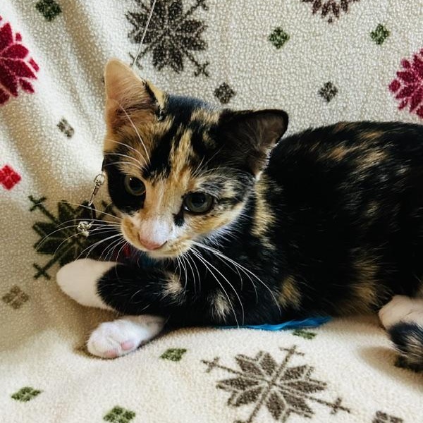 Cheri - a snuggle buddy who will steal your heart., an adopted Calico in Lemoyne, PA image 4/6