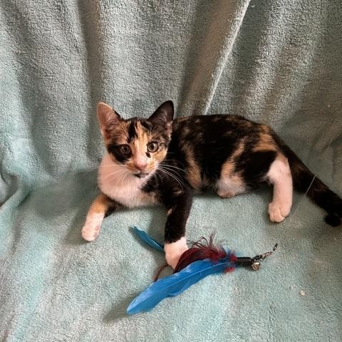 Cheri - a snuggle buddy who will steal your heart., an adopted Calico in Lemoyne, PA image 6/6