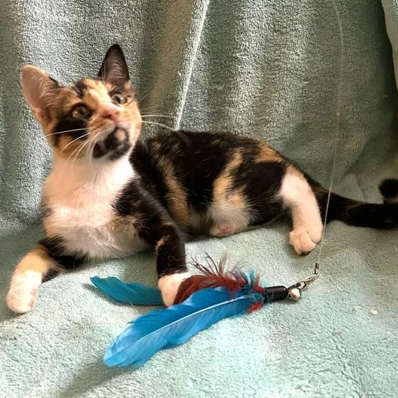 Cheri - a snuggle buddy who will steal your heart., an adopted Calico in Lemoyne, PA image 5/6
