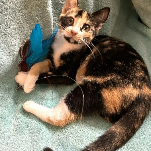 Cheri - a snuggle buddy who will steal your heart., adopted, Kitten Female Calico.