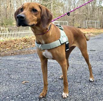 Enlarge Bindi, a ADOPTABLE Redbone Coonhound in Canterbury, CT image 3/6