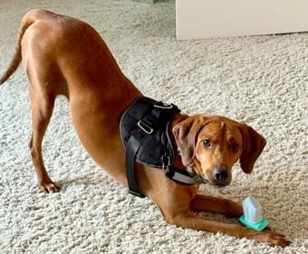 Enlarge Bindi, a ADOPTABLE Redbone Coonhound in Canterbury, CT image 4/6