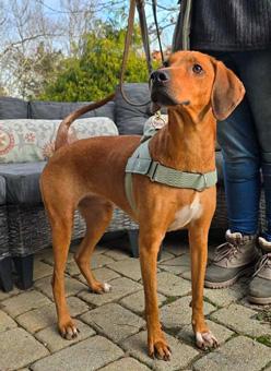 Enlarge Bindi, a ADOPTABLE Redbone Coonhound in Canterbury, CT image 6/6
