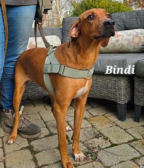 Enlarge Bindi, a ADOPTABLE Redbone Coonhound in Canterbury, CT image 2/6