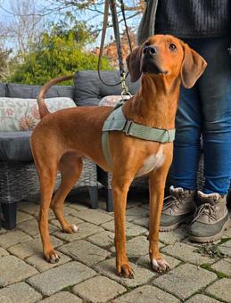 Enlarge Bindi, a ADOPTABLE Redbone Coonhound in Canterbury, CT image 5/6