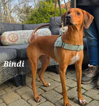 Enlarge Bindi, a ADOPTABLE Redbone Coonhound in Canterbury, CT image 1/6