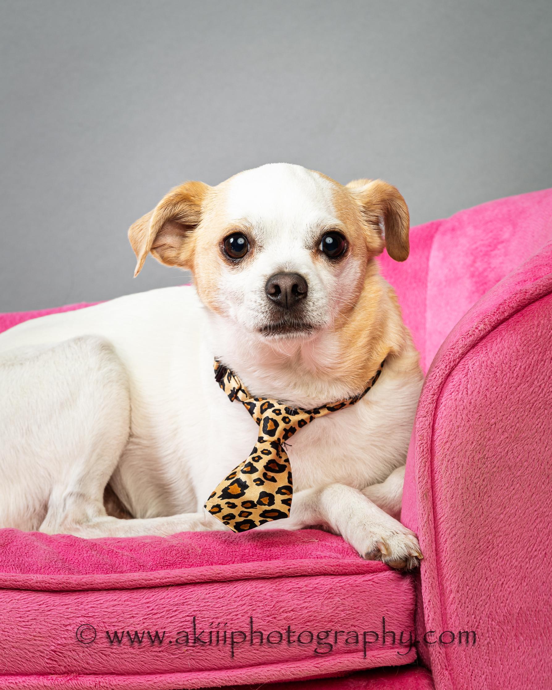 Snowball (Male) - Courtesy Post , ADOPTABLE, Adult Male Chihuahua.
