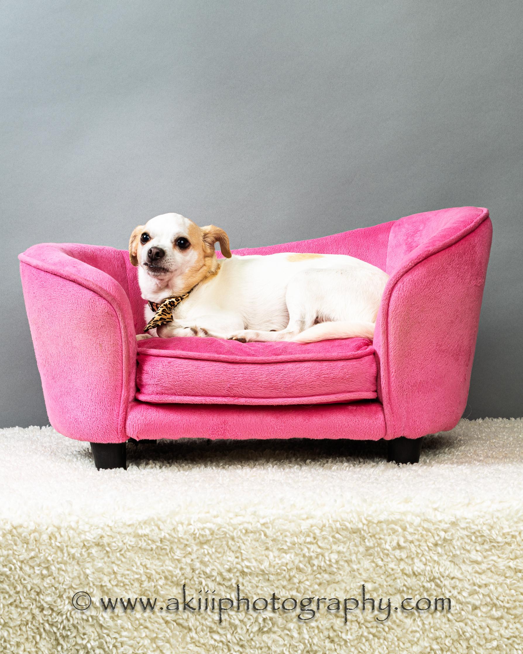 Enlarge Snowball (Male) - Courtesy Post , a ADOPTABLE Chihuahua in Plano, TX image 5/6