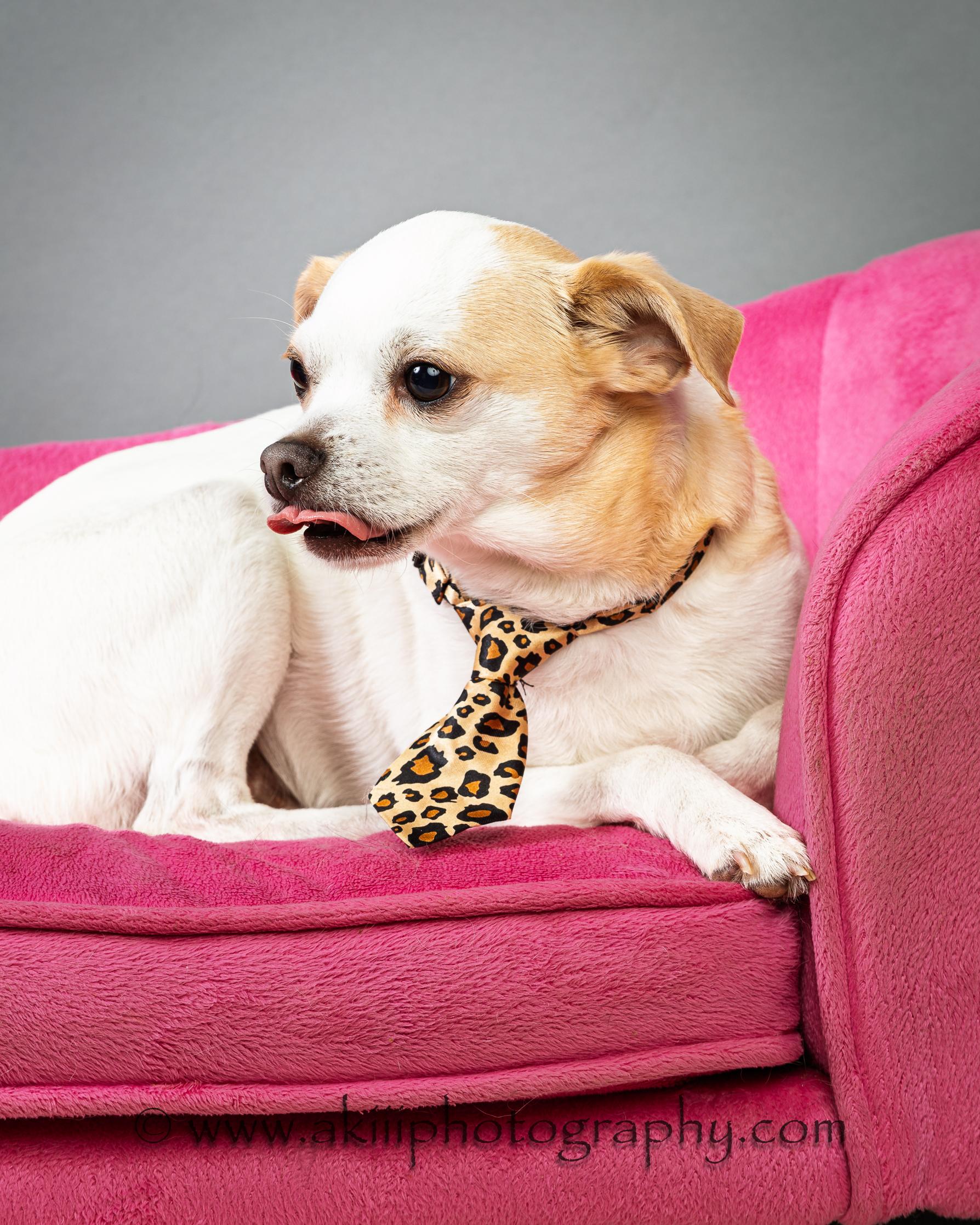 Enlarge Snowball (Male) - Courtesy Post , a ADOPTABLE Chihuahua in Plano, TX image 6/6