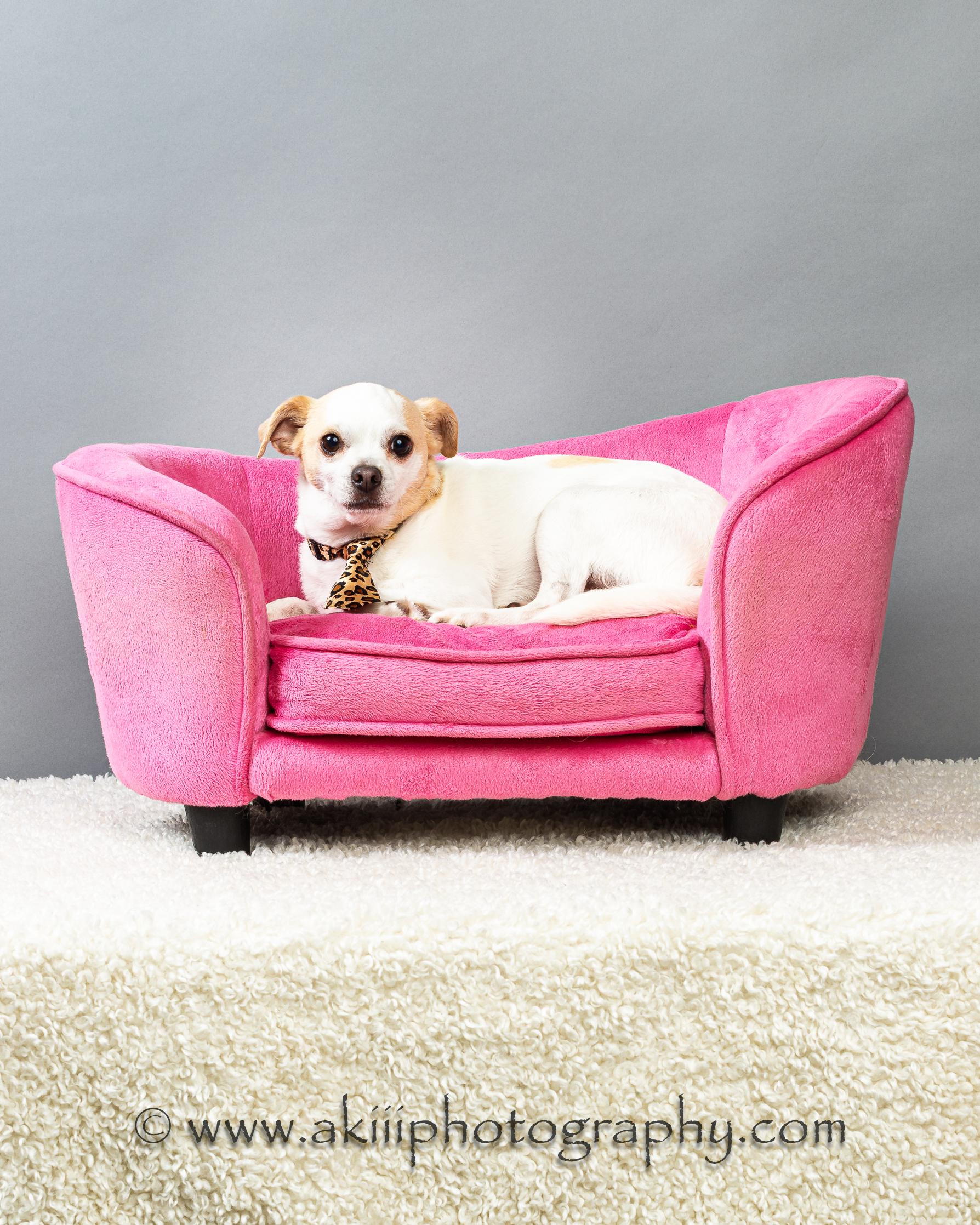 Enlarge Snowball (Male) - Courtesy Post , a ADOPTABLE Chihuahua in Plano, TX image 3/6