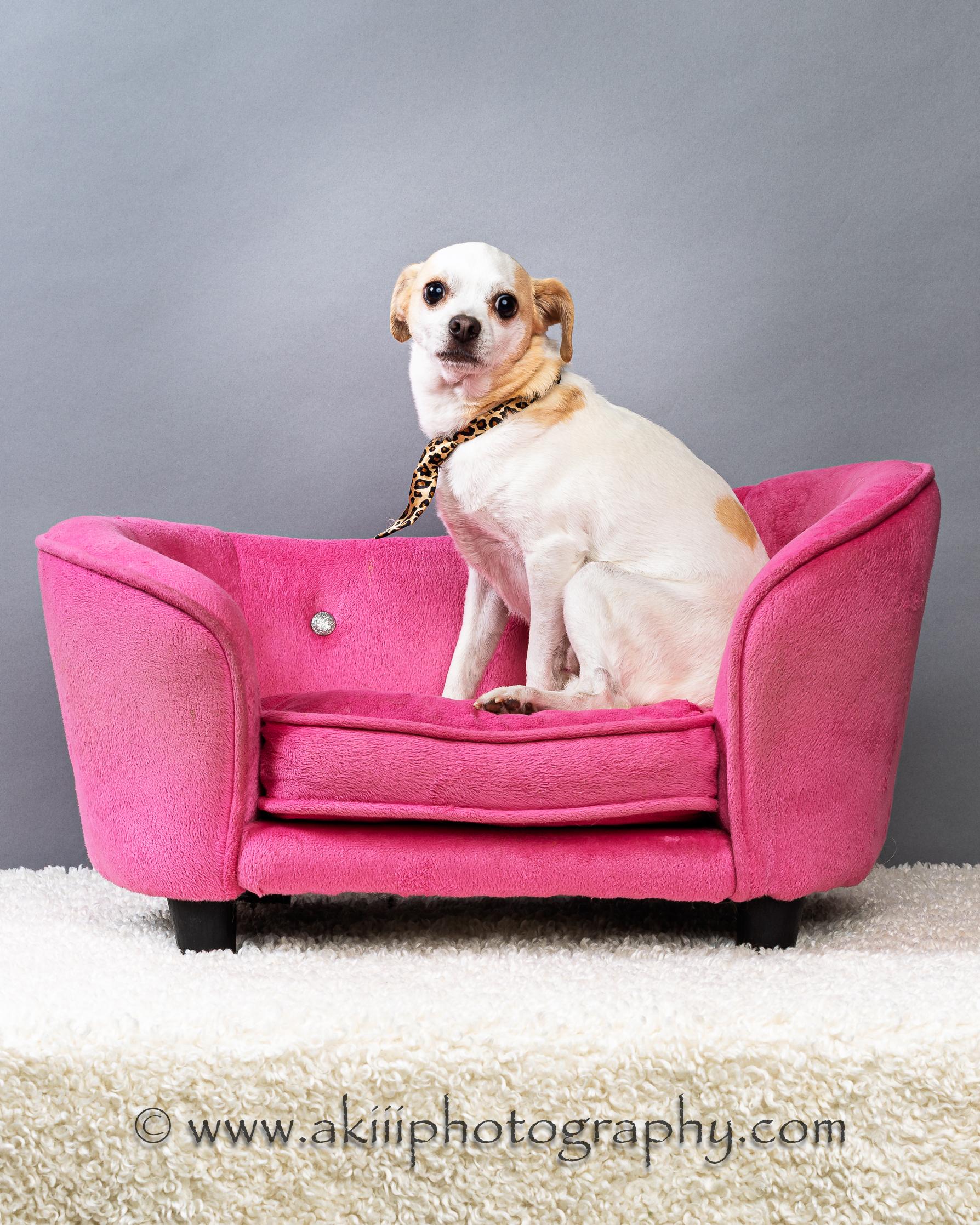 Enlarge Snowball (Male) - Courtesy Post , a ADOPTABLE Chihuahua in Plano, TX image 2/6