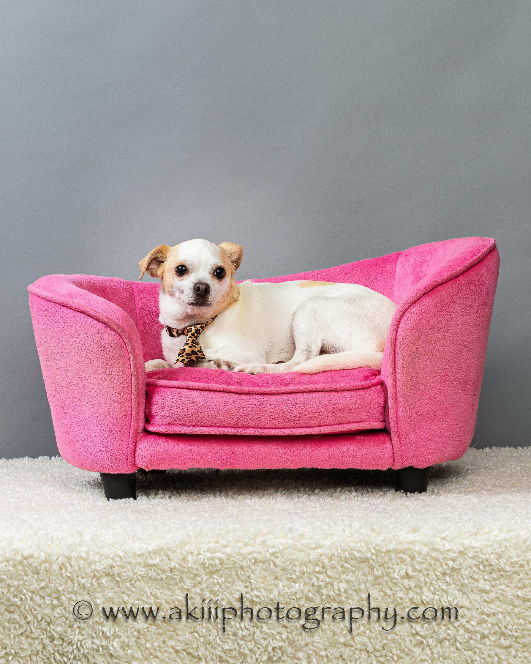 Enlarge Snowball (Male) - Courtesy Post , a ADOPTABLE Chihuahua in Plano, TX image 4/6