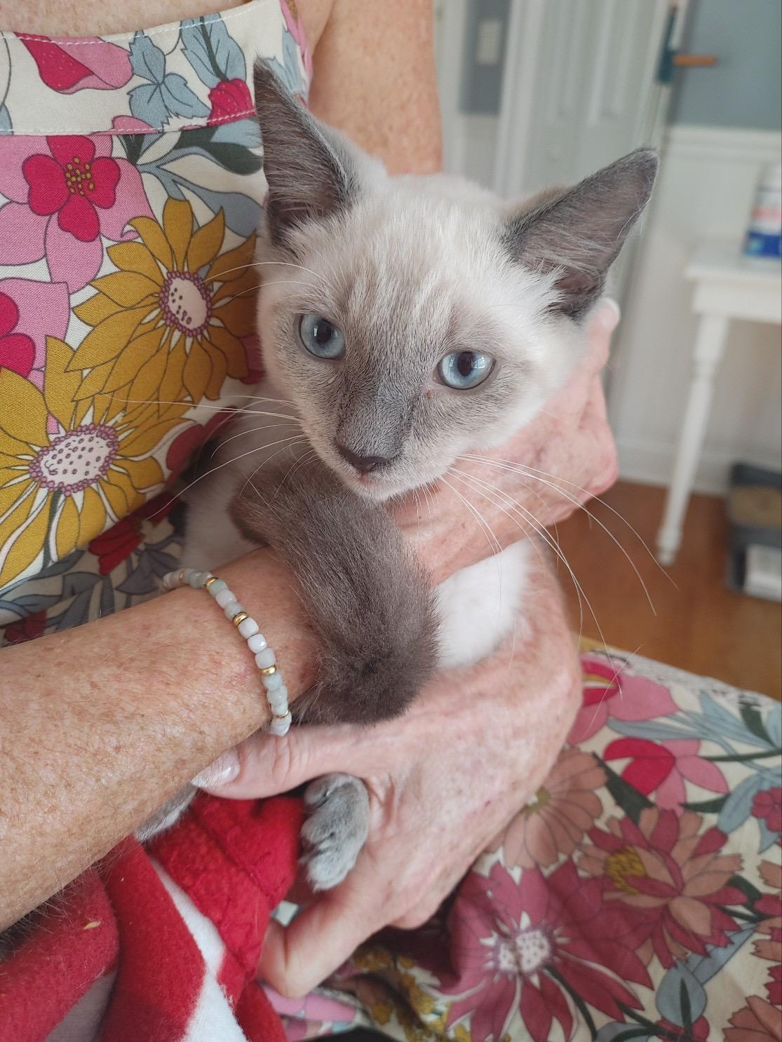 Thor, Adopted, Young Male Extra-Toes Cat / Hemingway Polydactyl & Siamese.