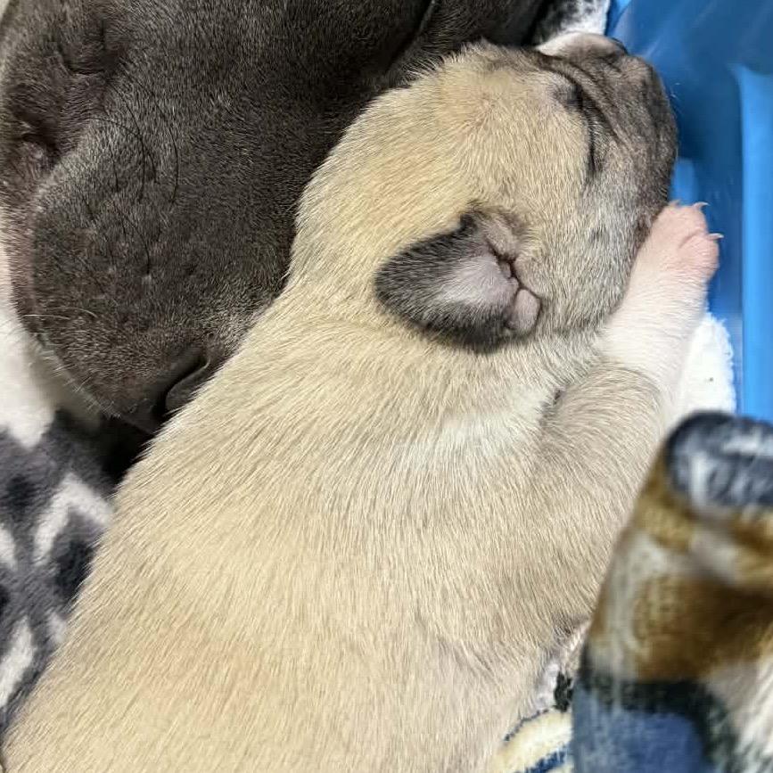 Vienna, a Adoptable mixed breed in Spring Hill, KS image 1/2