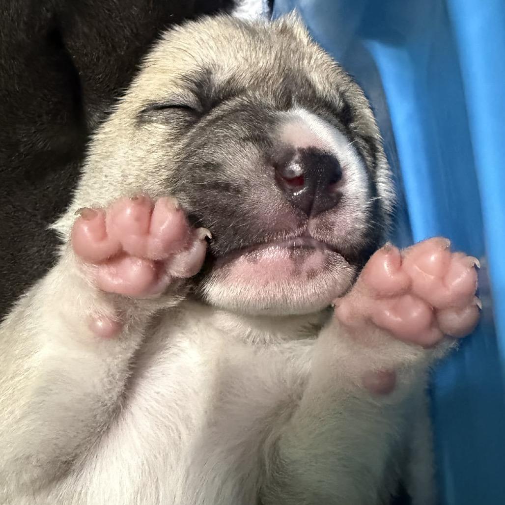 Vienna, a Adoptable mixed breed in Spring Hill, KS image 2/2