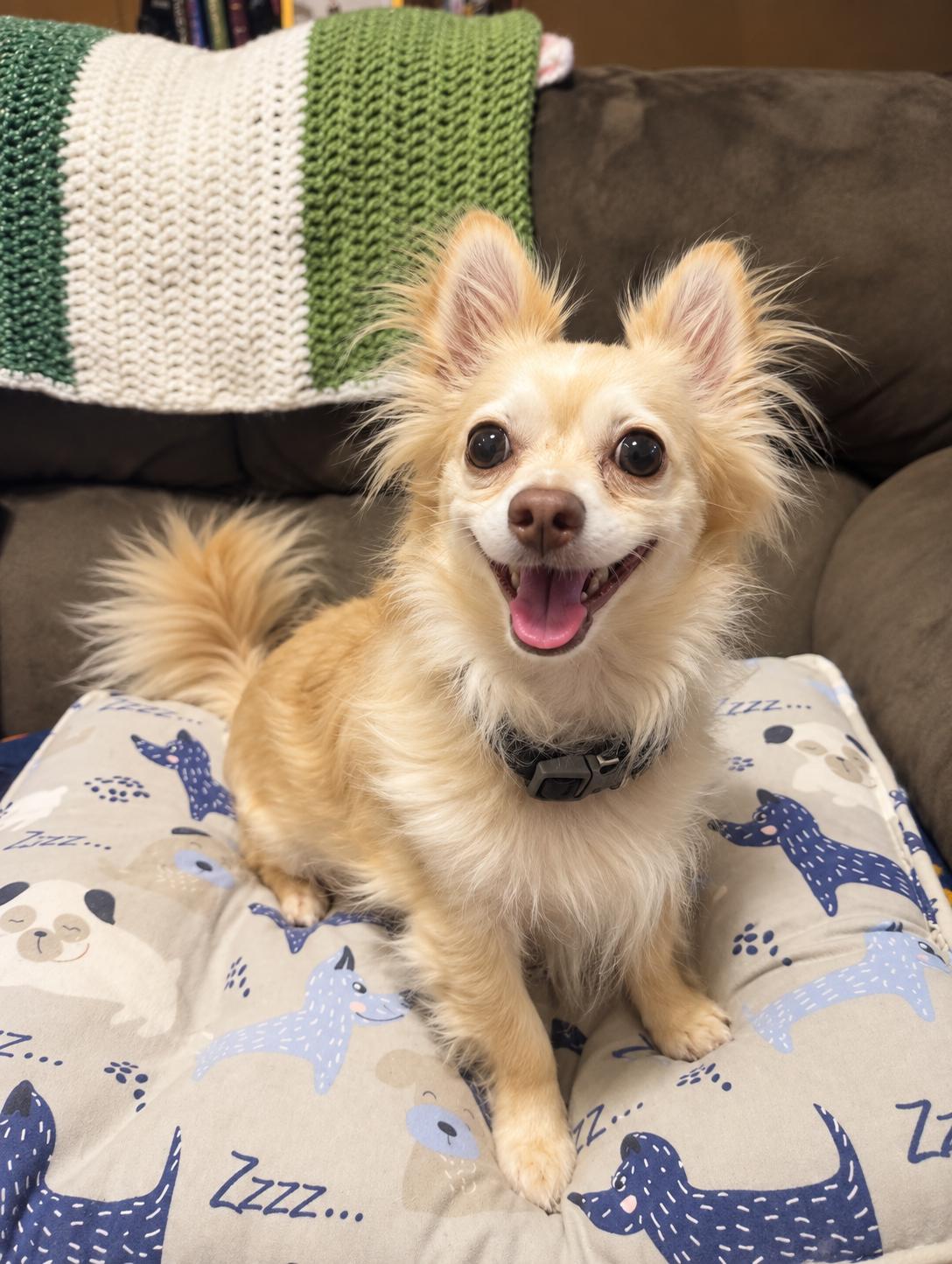 Julez, ADOPTABLE, Adult • Male, Chihuahua.