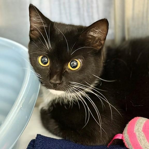 Oreo- 52677, ADOPTABLE, Young Female Domestic Short Hair.