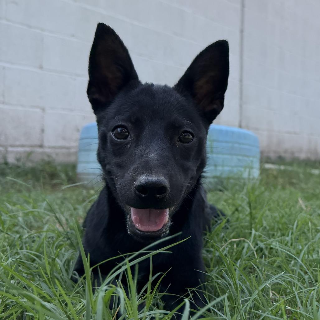 Josie, a Adoptable mixed breed in Laredo, TX image 1/3