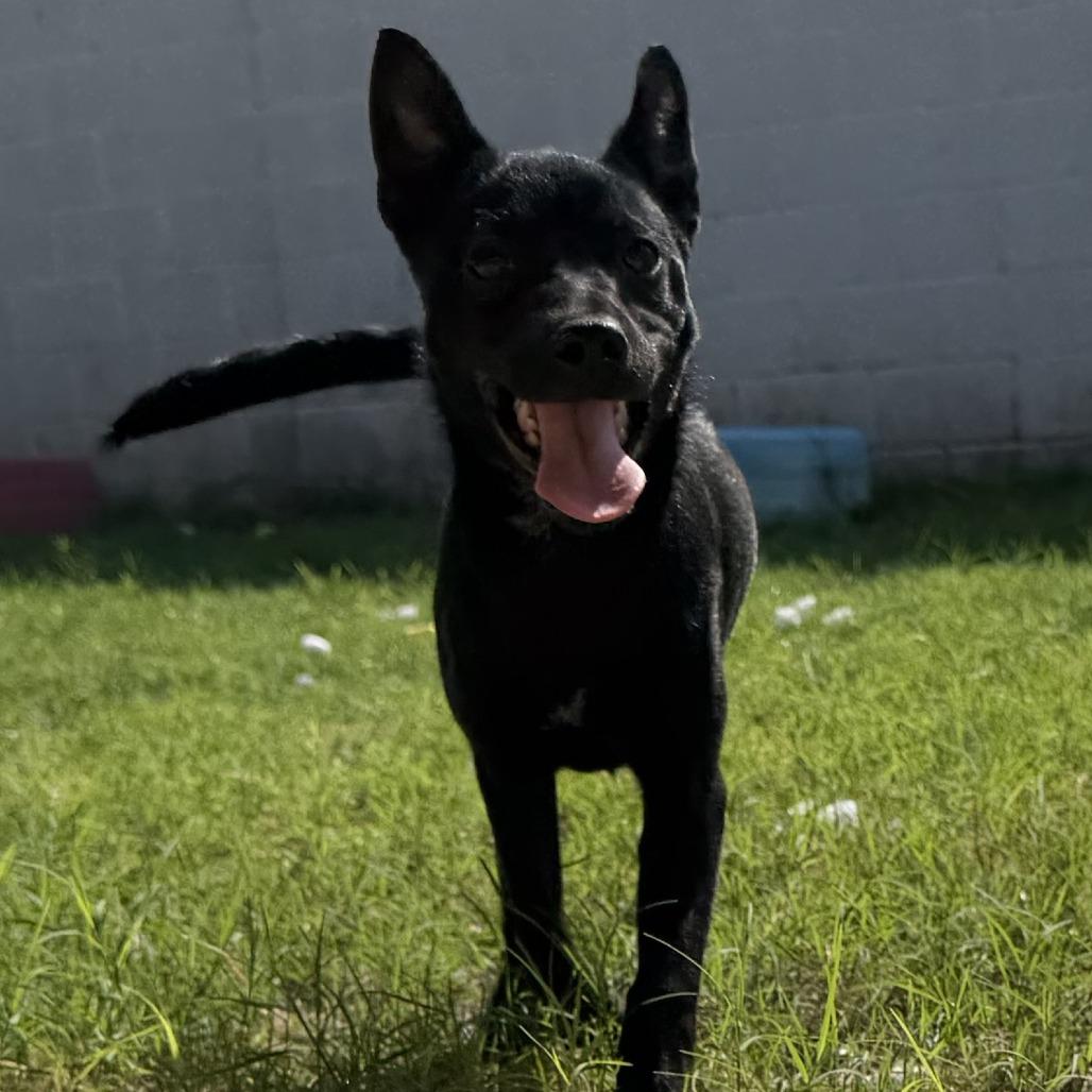 Josie, a Adoptable mixed breed in Laredo, TX image 2/3