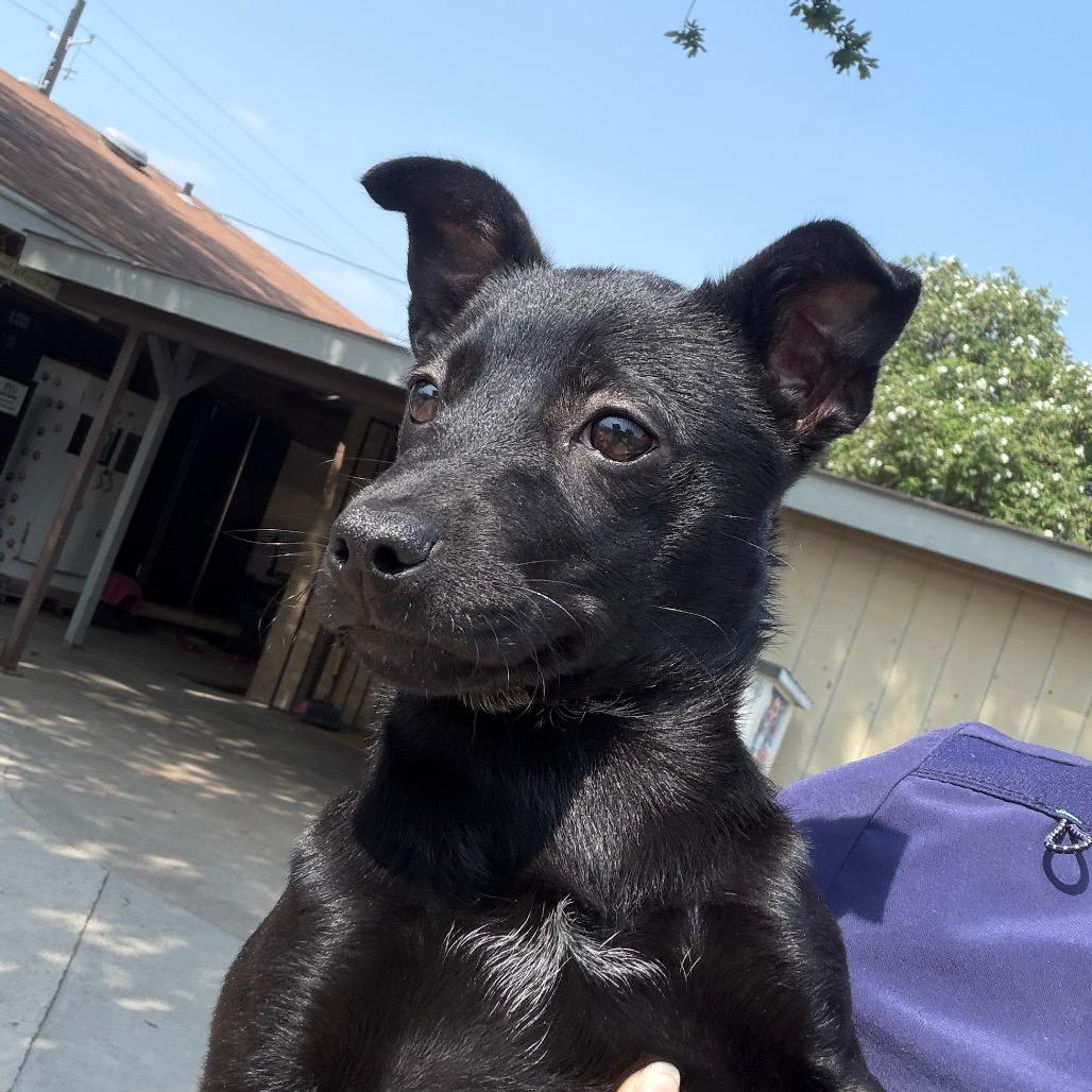 Josie, a Adoptable mixed breed in Laredo, TX image 3/3