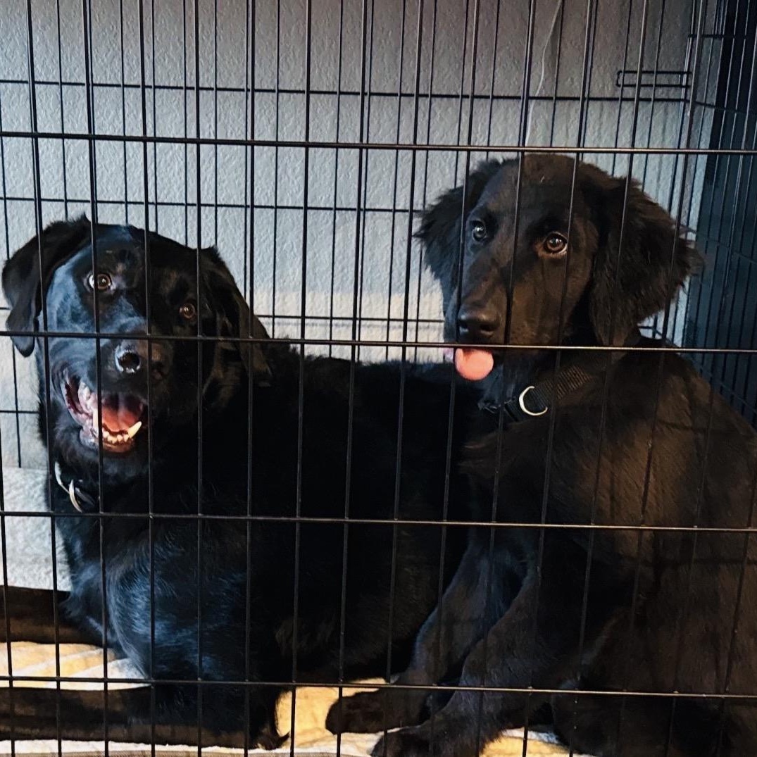 Enlarge Zeus, an adopted mixed breed in Austin, TX image 2/5