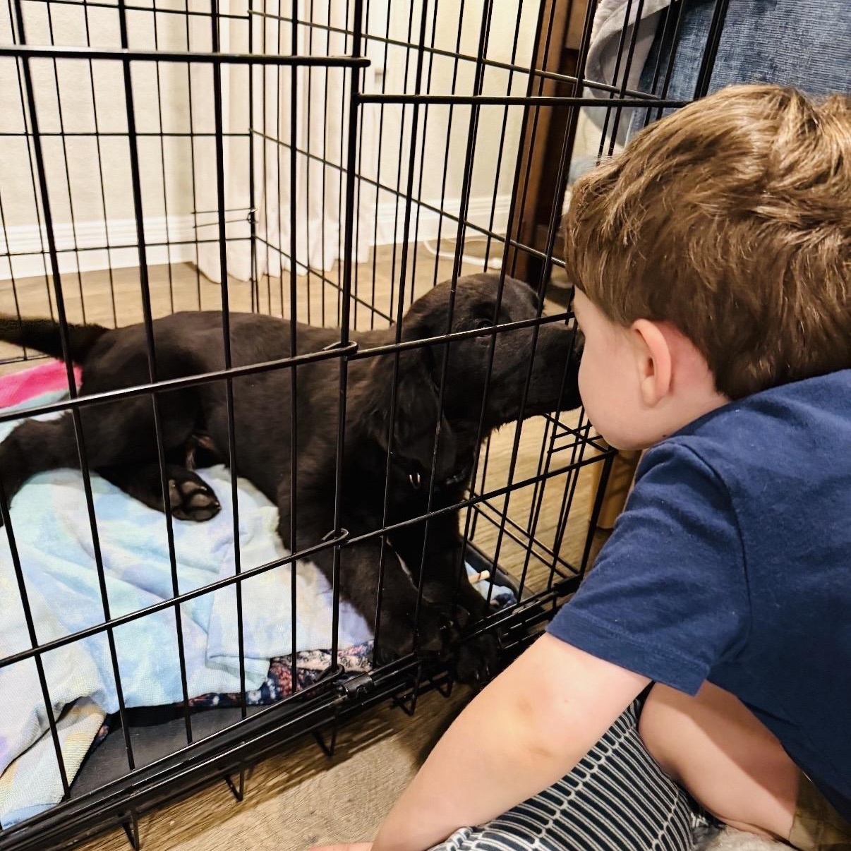 Enlarge Zeus, an adopted mixed breed in Austin, TX image 3/5