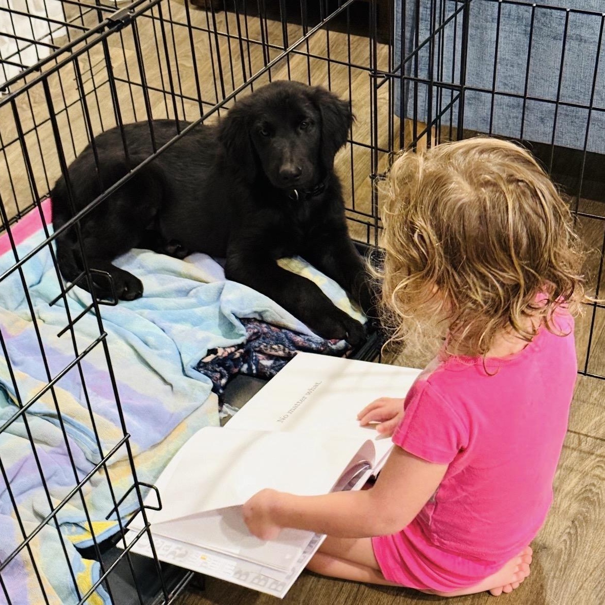 Enlarge Zeus, an adopted mixed breed in Austin, TX image 4/5